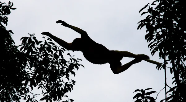 Macaco-probóscide (Nasalis larvatus ) — Fotografia de Stock