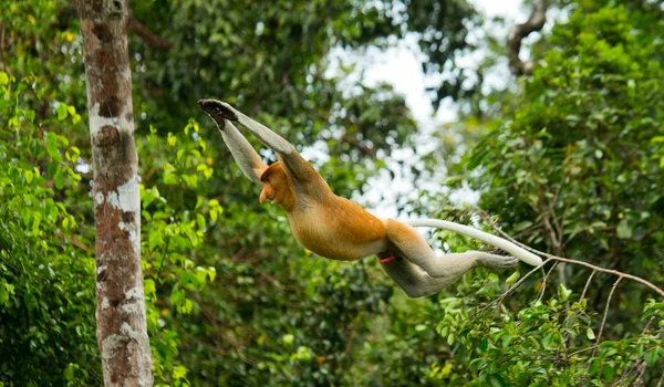 Proboscis Monkey (Nasalis larvatus) — Stock Photo, Image