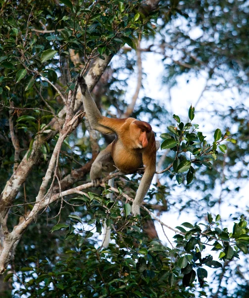 Ormányos majom (Nasalis larvatus) — Stock Fotó