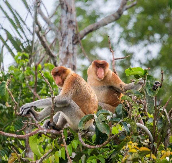 Proboscis Monkeys (Nasalis larvatus) — Stock Photo, Image