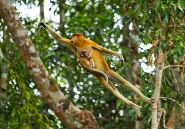 Macacos da probóscide (Nasalis larvatus ) — Fotografia de Stock