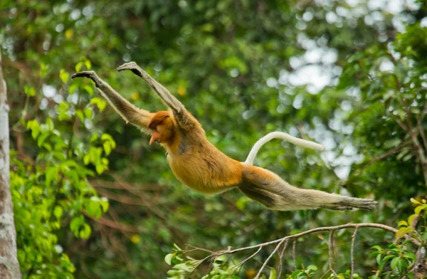 Scimmia della proboscide (Nasalis larvatus ) — Foto Stock