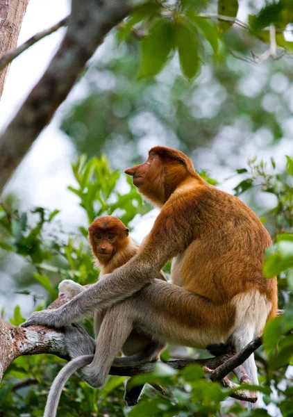 Macacos da probóscide (Nasalis larvatus ) — Fotografia de Stock