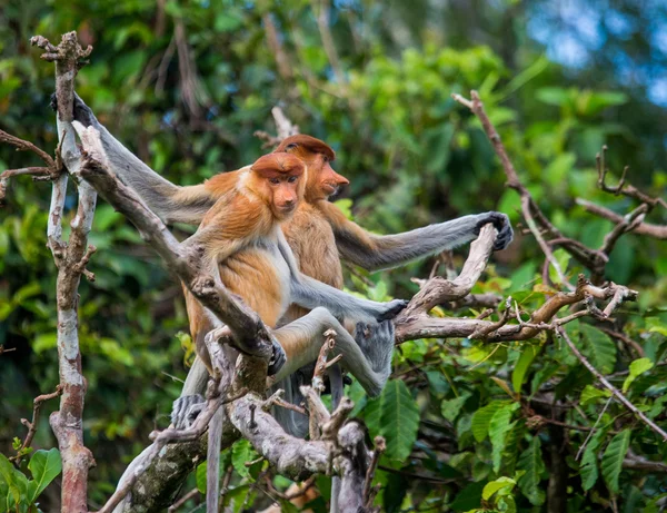 Proccis Monkeys (Nasalis larvatus) ) — стоковое фото