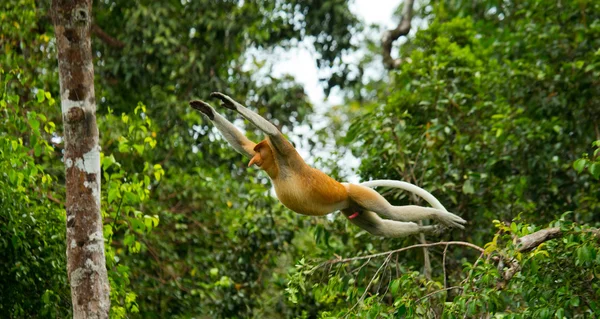 Snabel Monkey (Nasalis larvatus) — Stockfoto