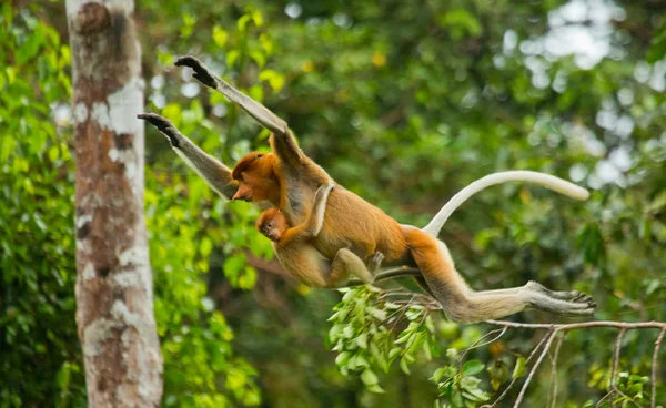 Macacos da probóscide (Nasalis larvatus ) — Fotografia de Stock