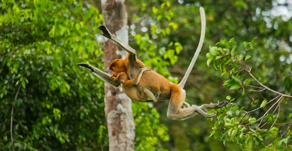 Proboscis Monkeys (Nasalis larvatus) — Stock Photo, Image