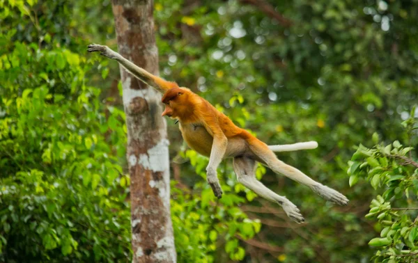 Macaco-probóscide (Nasalis larvatus ) — Fotografia de Stock