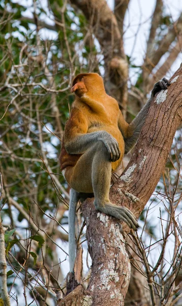 Macaco-probóscide (Nasalis larvatus ) — Fotografia de Stock