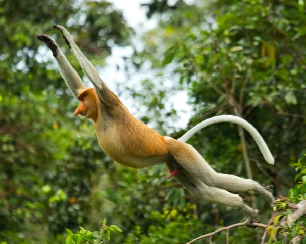 Macaco-probóscide (Nasalis larvatus ) — Fotografia de Stock