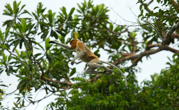 प्रोबोसिस बंदर ( नासालिस लार्वाटस ) — स्टॉक फ़ोटो, इमेज