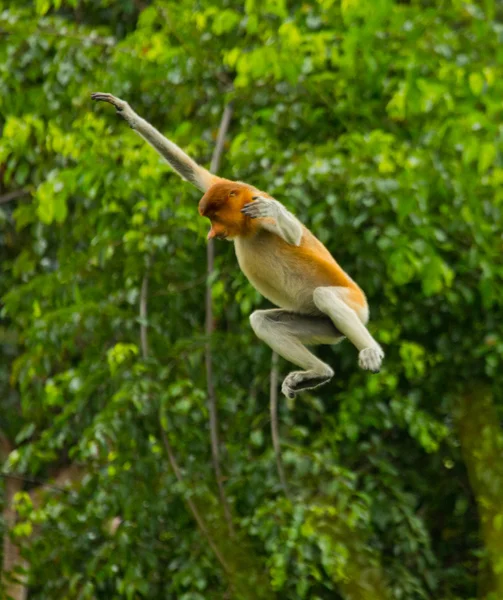 Scimmia della proboscide (Nasalis larvatus ) — Foto Stock