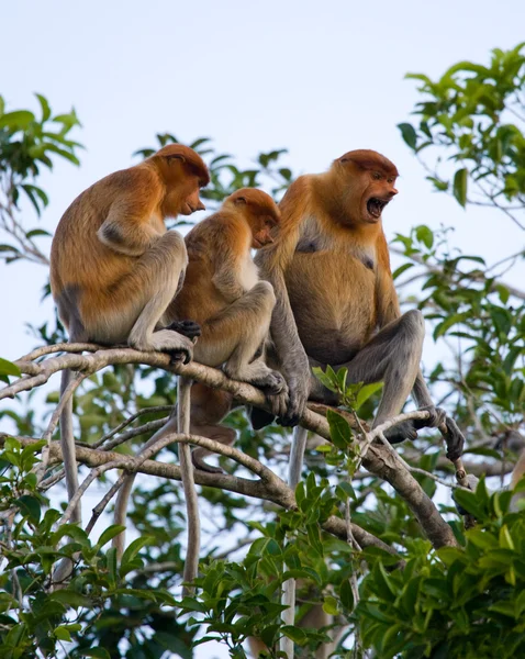 Macacos da probóscide (Nasalis larvatus ) — Fotografia de Stock