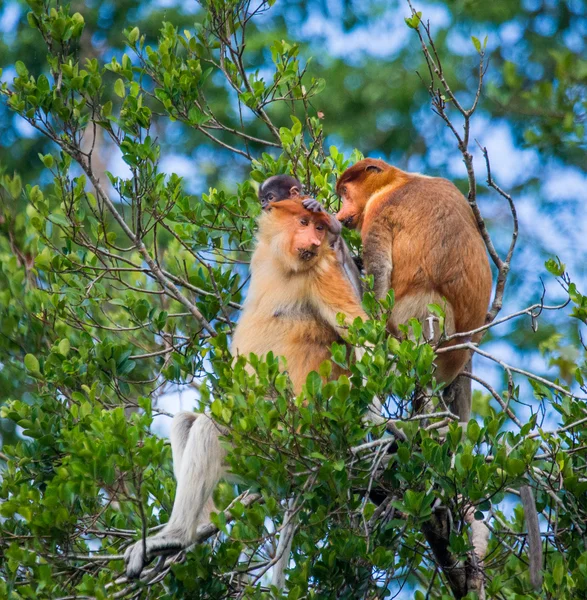 Προβοσκίδα πιθήκους (Nasalis larvatus) — Φωτογραφία Αρχείου