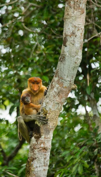 Scimmie Proboscide (Nasalis larvatus ) — Foto Stock