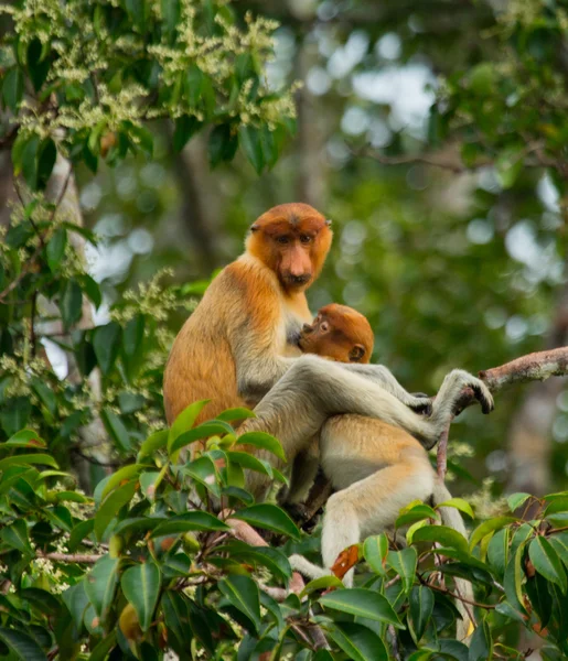 Macacos da probóscide (Nasalis larvatus ) — Fotografia de Stock