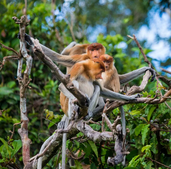 Scimmie Proboscide (Nasalis larvatus ) — Foto Stock