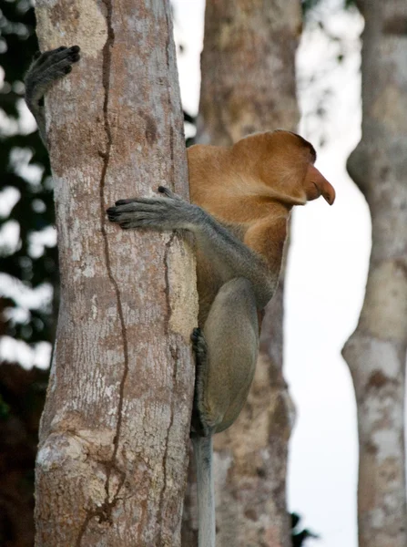 Macaco-probóscide (Nasalis larvatus ) — Fotografia de Stock