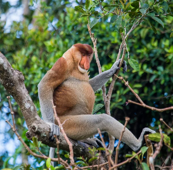 Προβοσκίδα Monkey (Nasalis larvatus) — Φωτογραφία Αρχείου