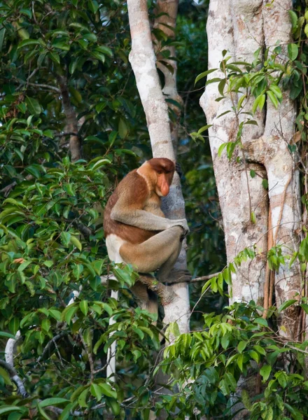 Macaco-probóscide (Nasalis larvatus ) — Fotografia de Stock