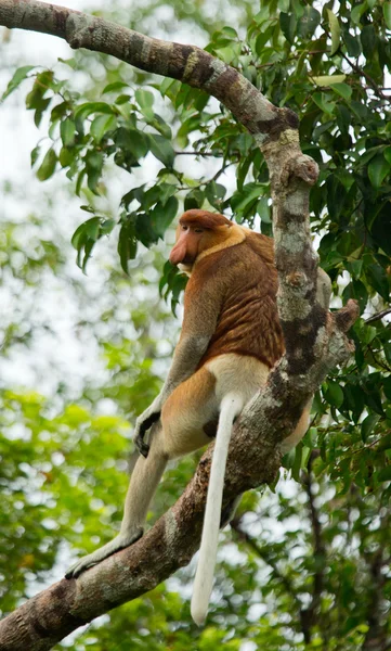 Mono de Proboscis (Nasalis larvatus ) —  Fotos de Stock