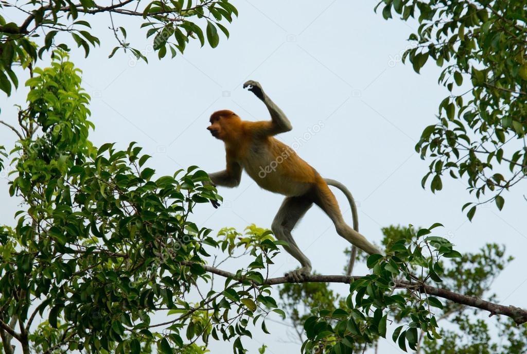 Proboscis Monkey (Nasalis larvatus)