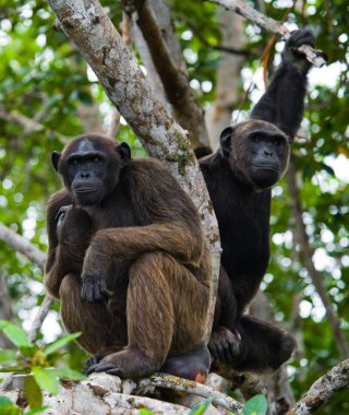 Komik şempanze, Kongo Cumhuriyeti