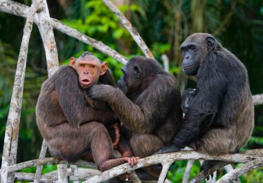 Funny Chimpanzee family, Republic of the Congo