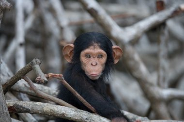 Chimpanzee baby monkey