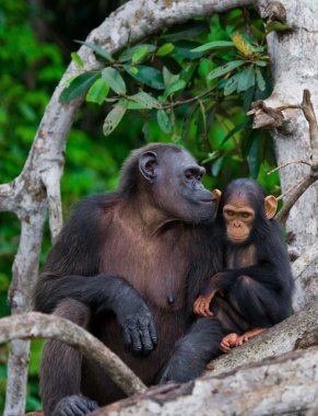 Komik şempanze, Kongo Cumhuriyeti