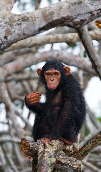 Grappige chimpansee, Congo-Brazzaville — Stockfoto