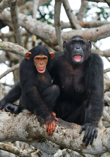 Chimpancé divertido, República del Congo — Foto de Stock