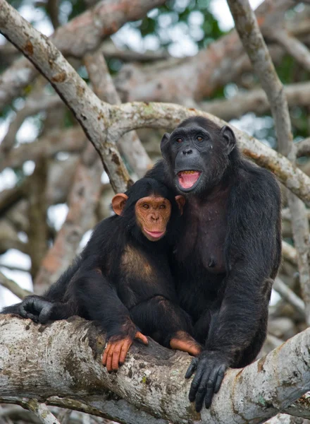 Chimpanzé drôle, République du Congo — Photo