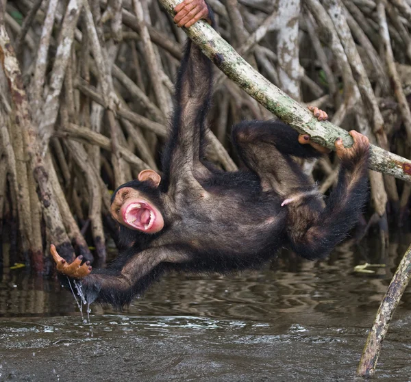 Chimpanzé engraçado, República do Congo — Fotografia de Stock