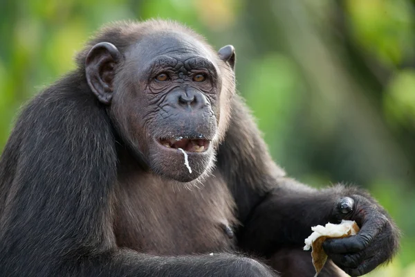 Chimpanzé engraçado close up retrato — Fotografia de Stock