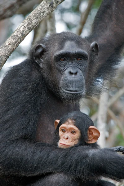 Grappige chimpansee, Congo-Brazzaville — Stockfoto