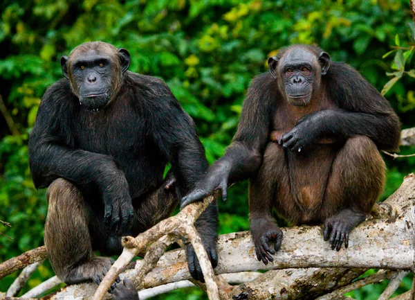 Scimpanzé divertente, Repubblica del Congo — Foto Stock