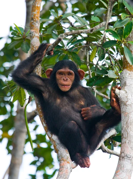 Grappige chimpansee, Congo-Brazzaville — Stockfoto