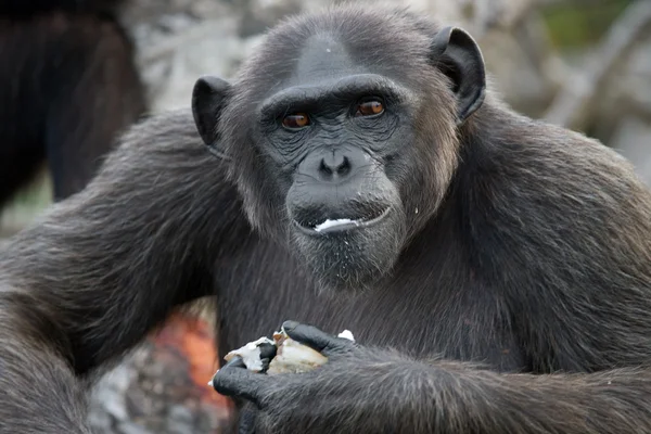 Chimpancé divertido primer plano retrato —  Fotos de Stock