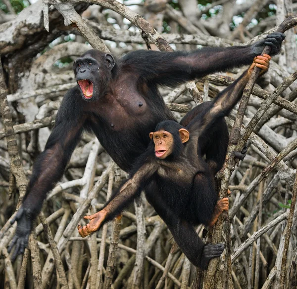 Scimpanzé divertente, Repubblica del Congo — Foto Stock