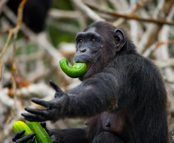 Chimpancé divertido primer plano retrato —  Fotos de Stock