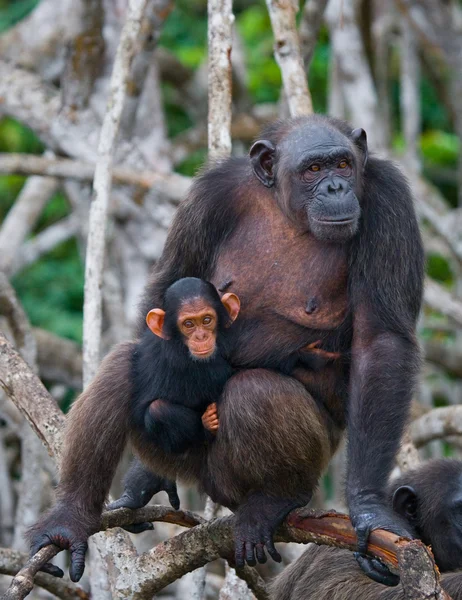 Lustiger Schimpanse, Republik Kongo — Stockfoto