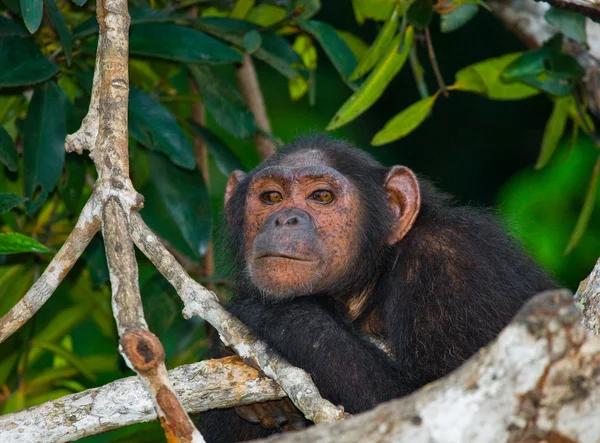 Смішні шимпанзе, Республіки Конго — стокове фото