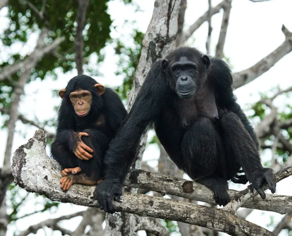 Смішні шимпанзе, Республіки Конго — стокове фото