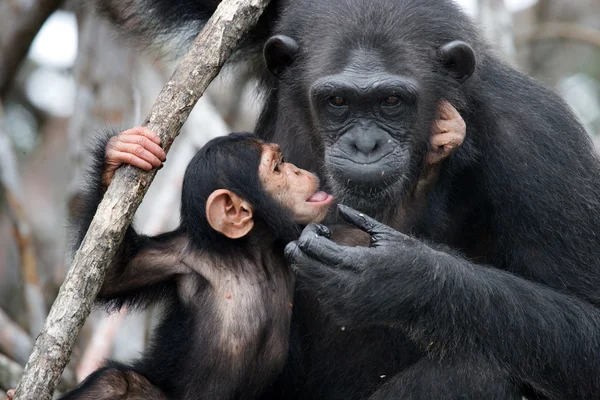 재미 있는 침팬지, 콩고 공화국 — 스톡 사진