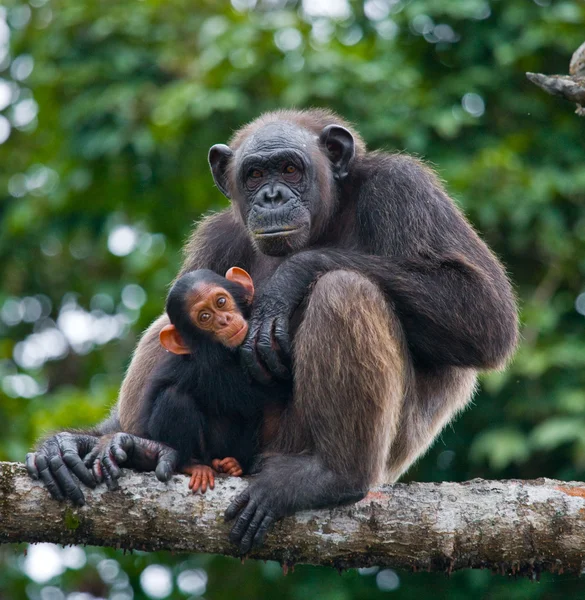 Grappige chimpansee, Congo-Brazzaville — Stockfoto