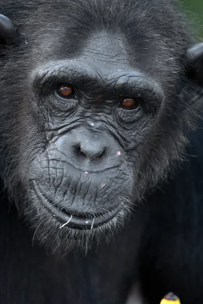 재미 있는 침팬지 초상화 닫기 — 스톡 사진