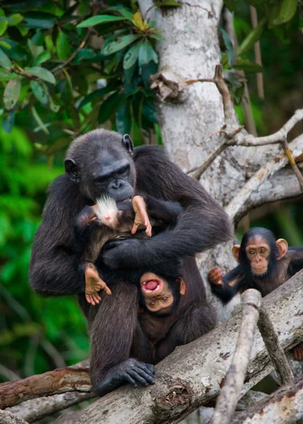 Chimpanzé engraçado, República do Congo — Fotografia de Stock