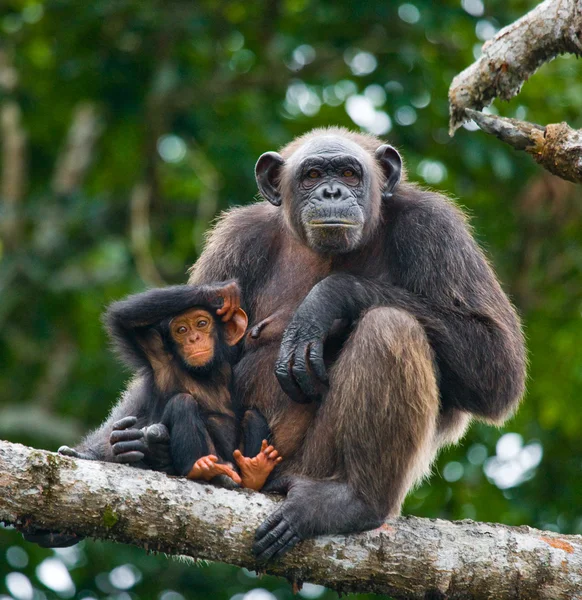 Scimpanzé divertente, Repubblica del Congo — Foto Stock