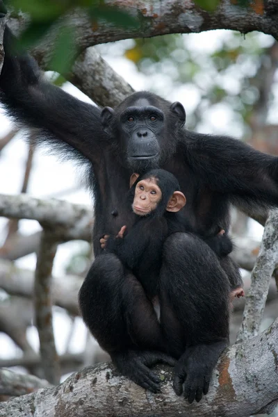 有趣的黑猩猩，刚果共和国 — 图库照片